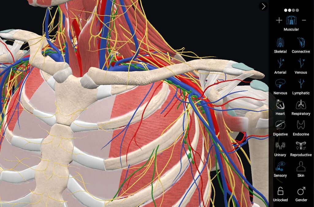 3D Organon System Based Anatomy