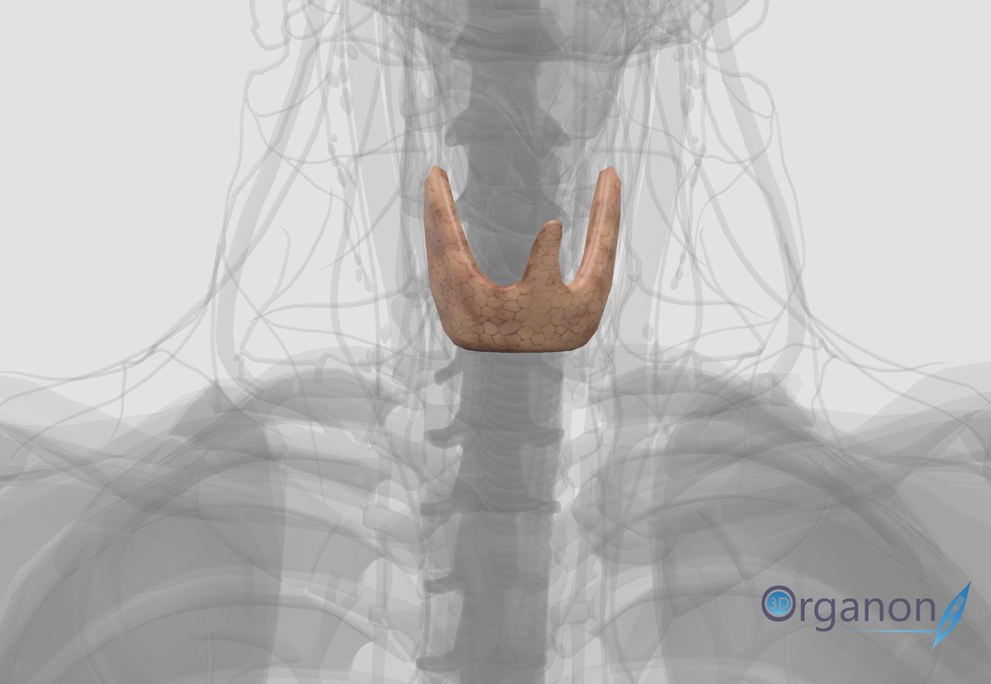 thyroid