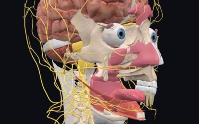 Tongue Innervation
