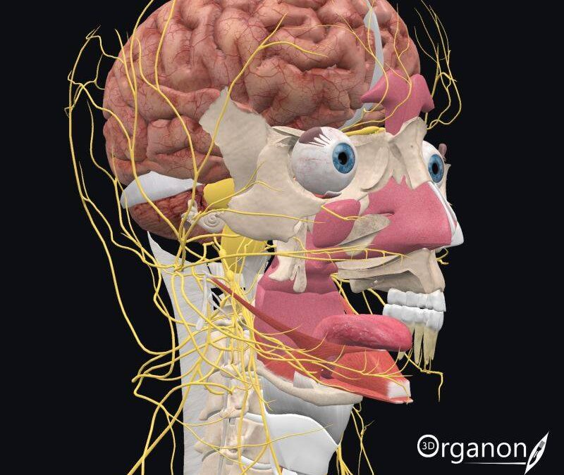 Tongue Innervation