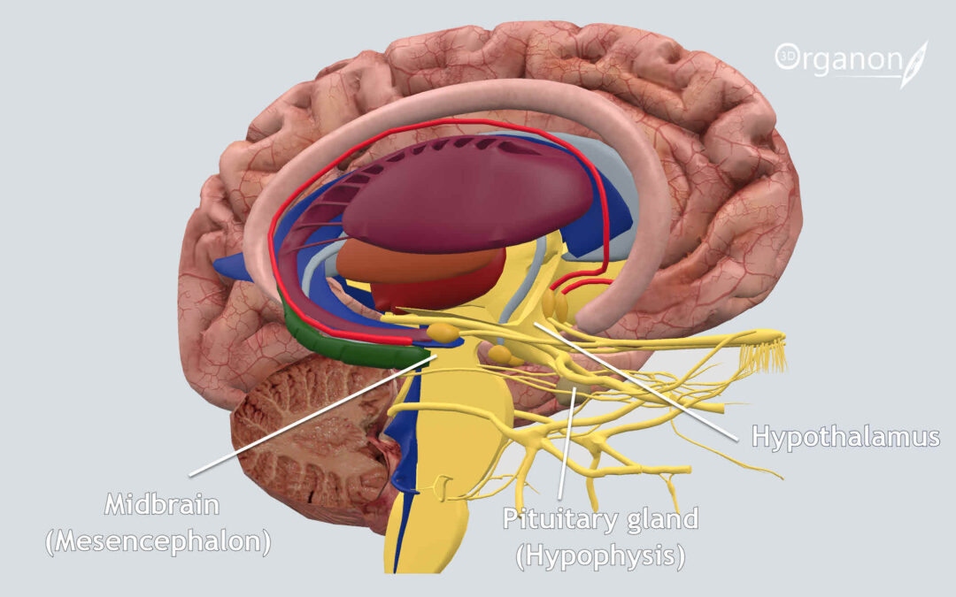 The Anatomy of Love