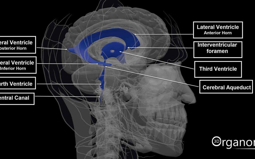 The Ventricular System of the Brain. CSF Production, Circulation, and Clinical Significance