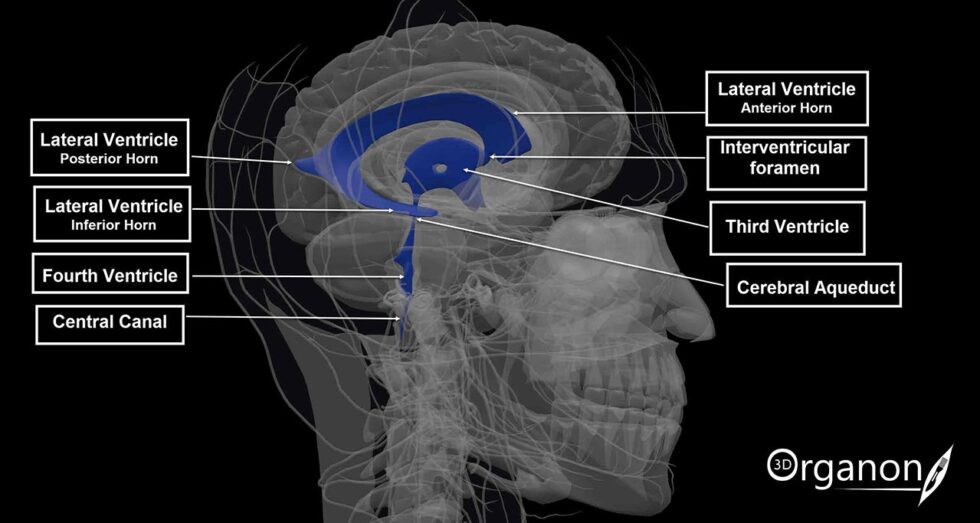 The Ventricular System of the Brain. CSF Production, Circulation, and