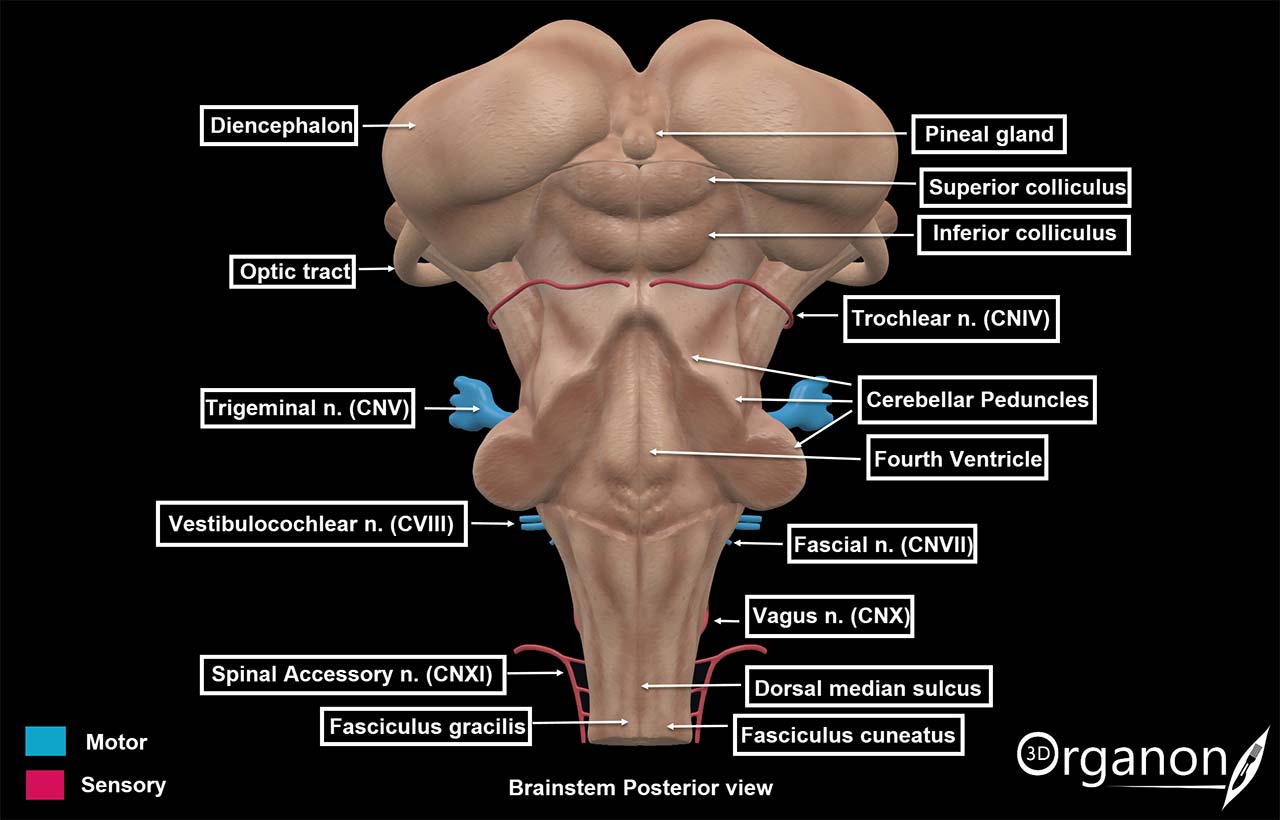Brainstem Posterior View_COMP