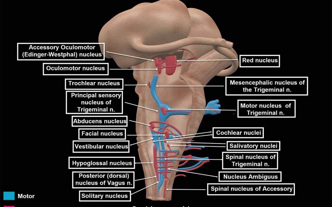 The master control switchboard – Cranial nerve nuclei