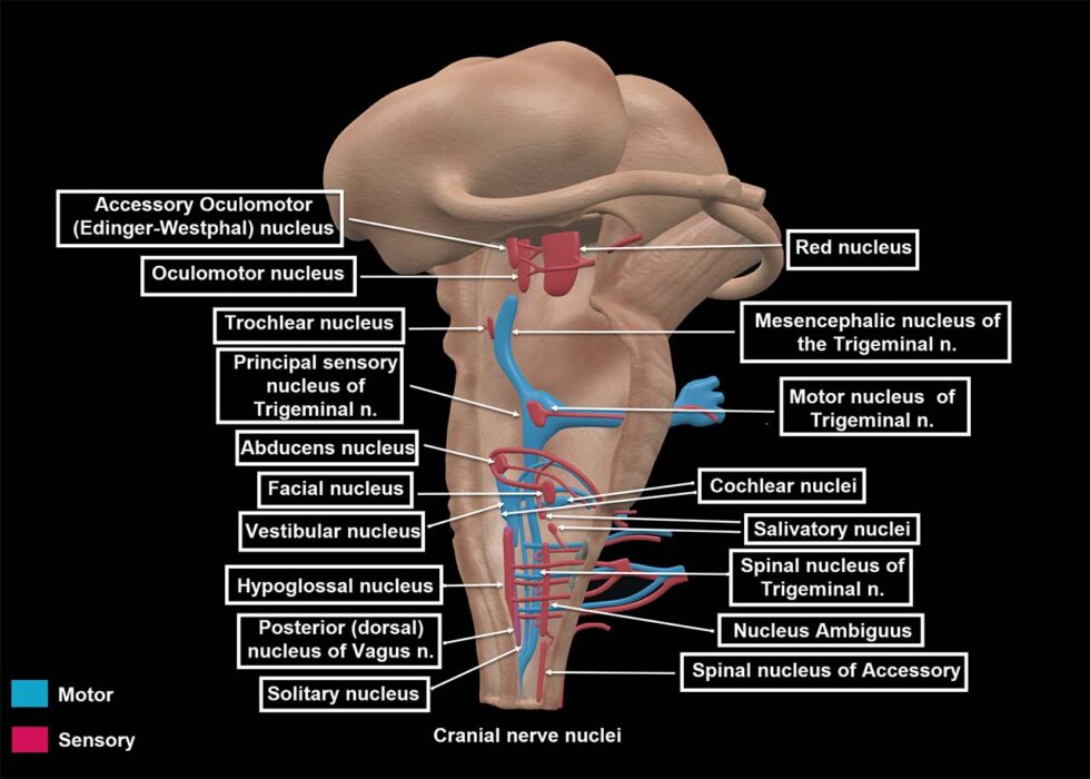 cranial nerve 3 nucleus name