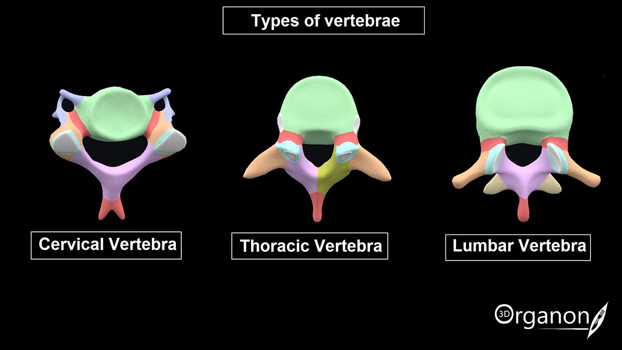 Vertebrae_comparison_1280_720
