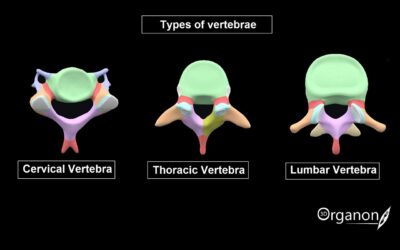 The striking structure of the vertebral column and relationships with body landmarks
