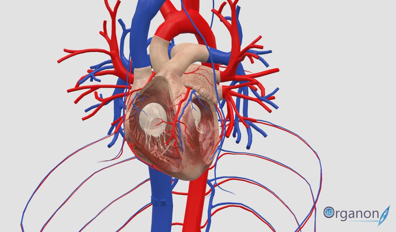 heart newsroom resized (1)