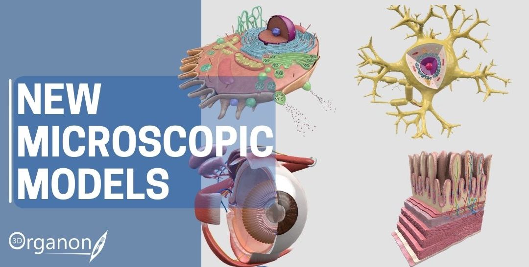 New 3D Organon Microscopic Anatomy Models!