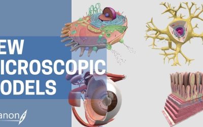 New 3D Organon Microscopic Anatomy Models!