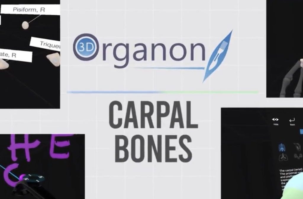 Carpal Bones in 3D Organon