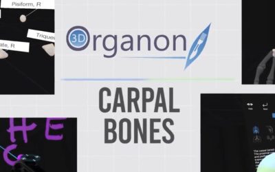 Carpal Bones in 3D Organon