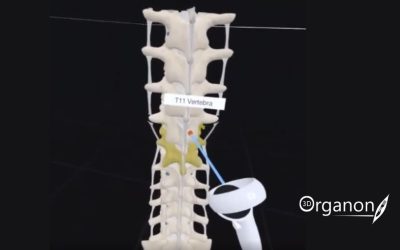 Harvard Medical School chooses 3D Organon