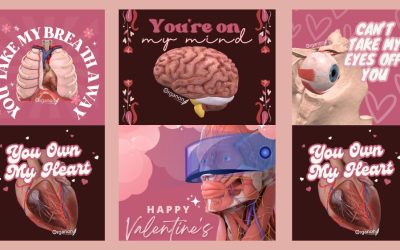 Celebrating Valentine’s Day with 3D Organon: An Anatomical Twist on Love