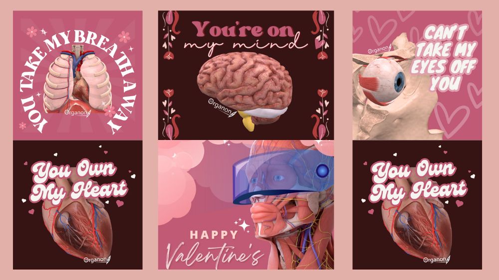 Celebrating Valentine’s Day with 3D Organon: An Anatomical Twist on Love