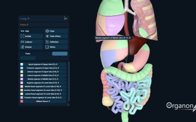 Introducing 3D Organon’s Organ Mapping Feature
