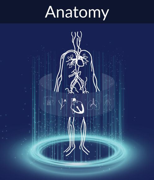 Anatomy feature graphic from 3D Organon's software