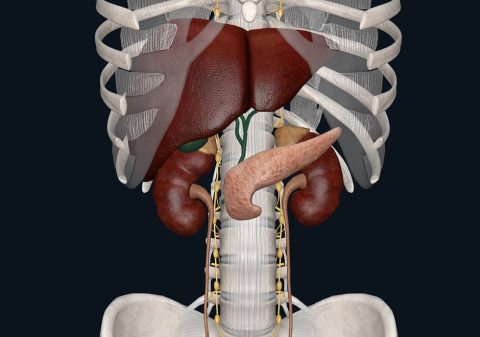 Endrological System Anatomy