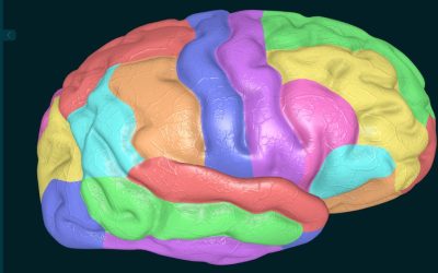 Discover the Power of 3D Organon’s “Organ Mapping” Feature: Celebrating Diversity and Inclusion in June!