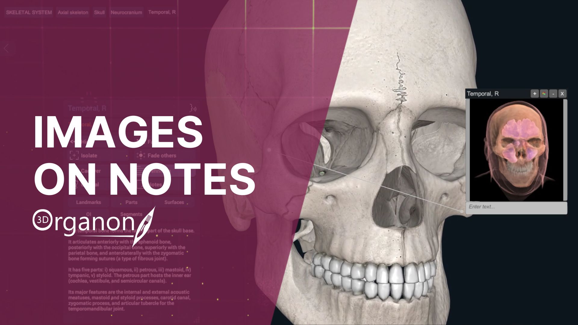3D Organon, the award-winning anatomical education platform, has just introduced a groundbreaking update to its Notes Tool.