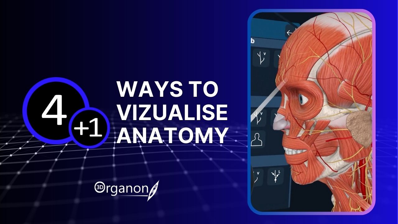 Ways to Visualize Anatomy Learning or teaching anatomy effectively starts with the right approach to visualization. Explore 4+1 innovative approaches to help you understand the complexity of the human body.