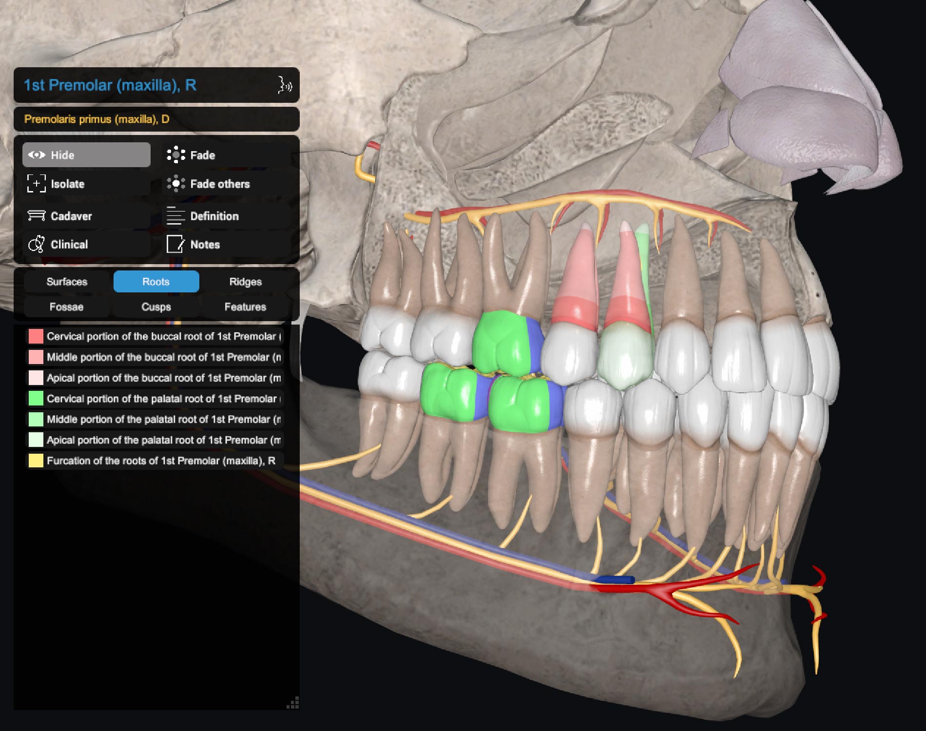 Dental Anatomy