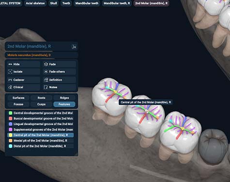 Dental Anatomy