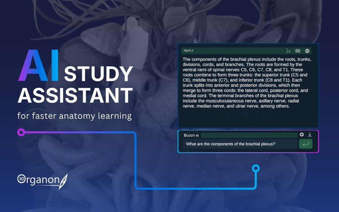 How the 3D Organon AI-Assistant Enhances Anatomy Learning