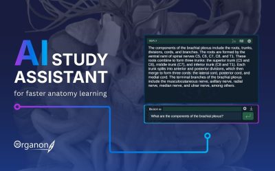 How the 3D Organon AI-Assistant Enhances Anatomy Learning