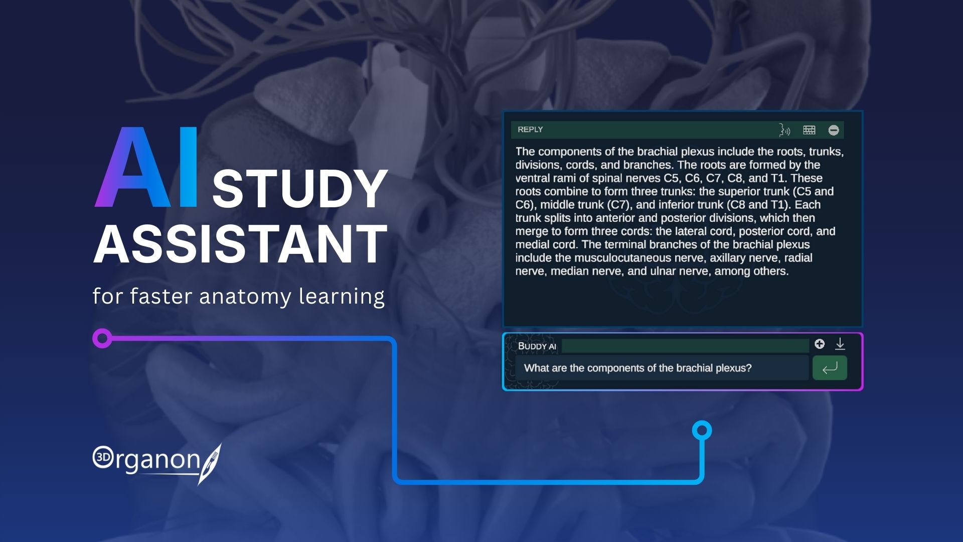 How the 3D Organon AI-Assistant Enhances Anatomy Learning