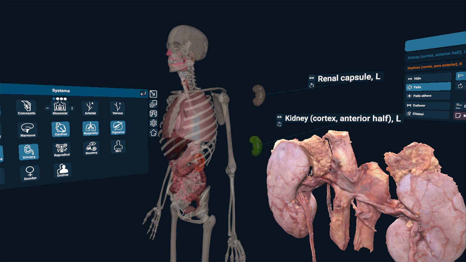 The latest 3D Organon XR update introduces new advanced features, including Multi-Model View, 3D Cadaveric Specimens, and Haptic Ultrasound. Explore the latest additions: 🔹 Multi-Model View — Work with multiple anatomical models and educational content simultaneously. 🔹 3D Cadaveric Specimens — Explore real specimens alongside 3D anatomical models. 🔹 Cloud Anatomy Content (CaaS) — Access a growing library of anatomical resources. 🔹 Single Sign-On (SSO) — Make access simpler with your organisation’s existing credentials. 🔹 Haptic Ultrasound Interactions — Experience tactile feedback for a more realistic ultrasound learning experience.